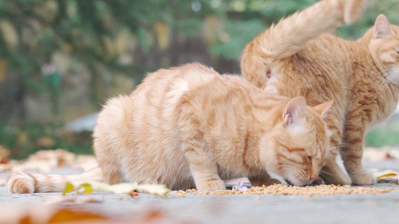 中华田园猫视频素材