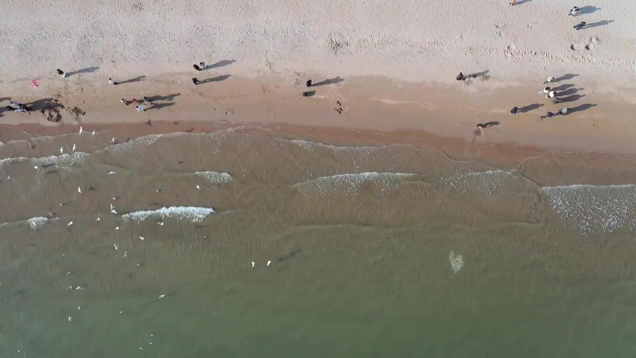 高空拍摄海鸥沙滩视频素材