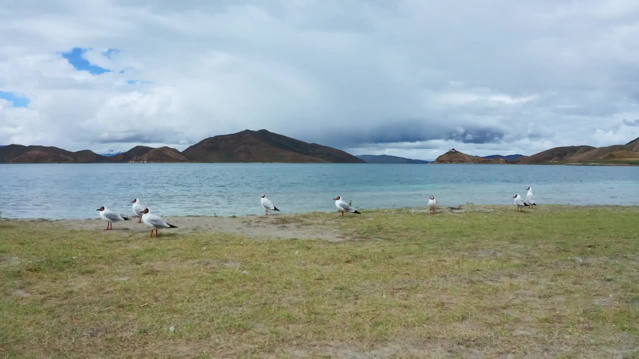 航拍西藏羊卓雍措湖岸的海鸥视频素材