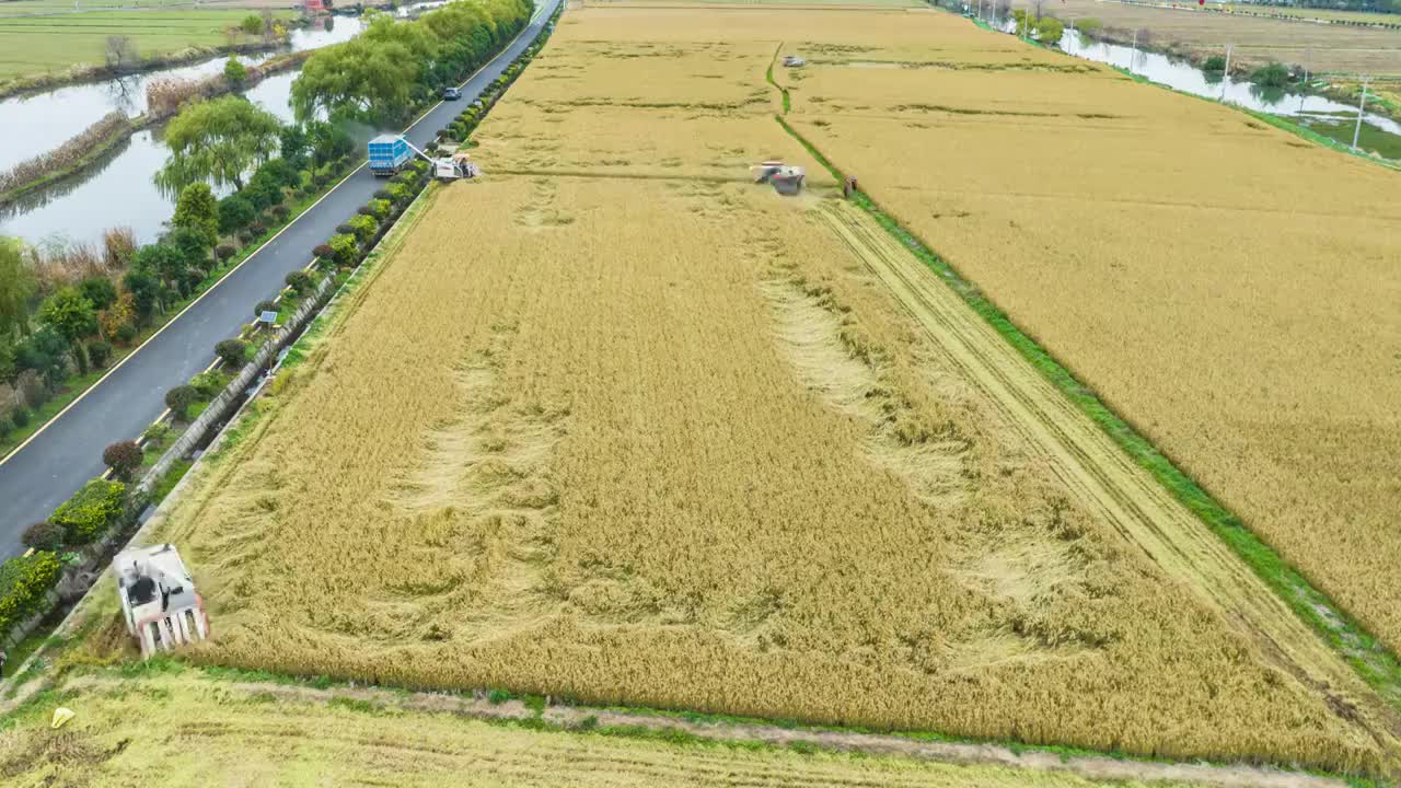 航拍乡村水稻小麦机械化收割视频素材