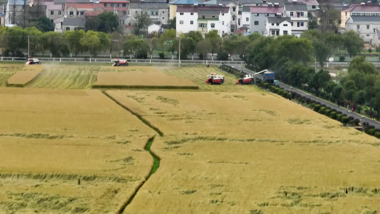 乡村水稻小麦农作物机械化收割视频素材