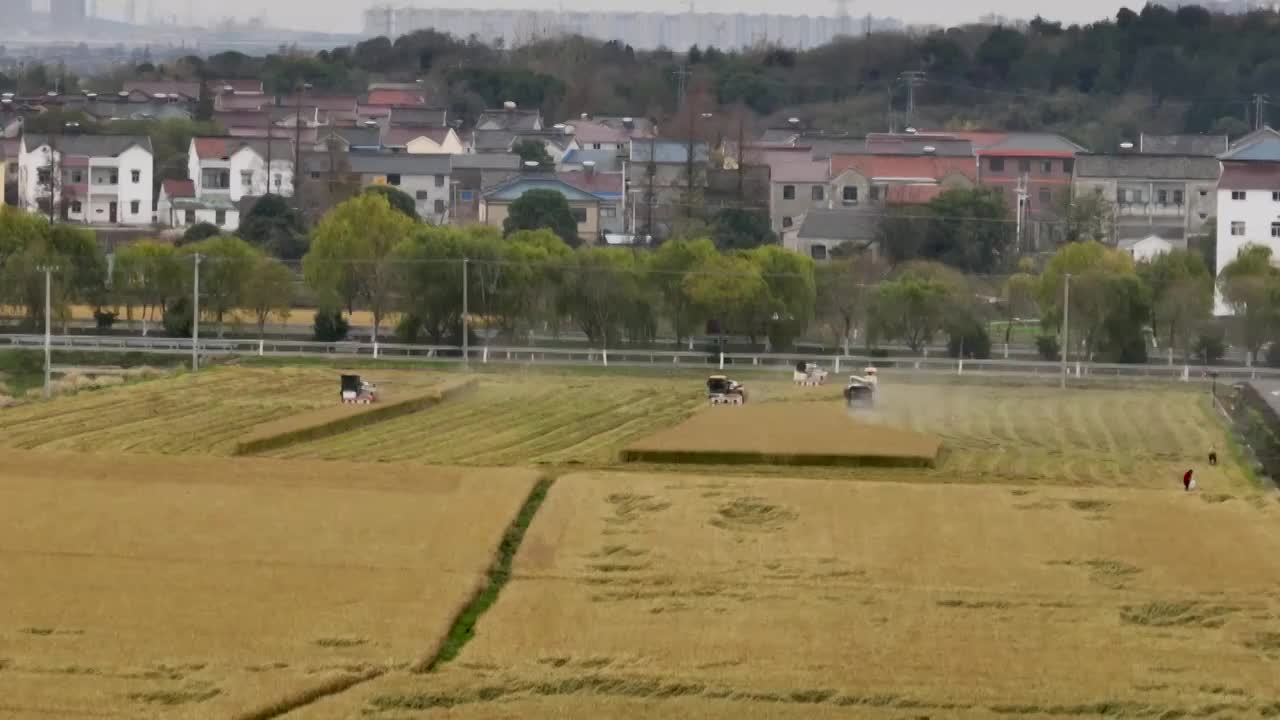 乡村水稻小麦农作物机械化收割视频素材