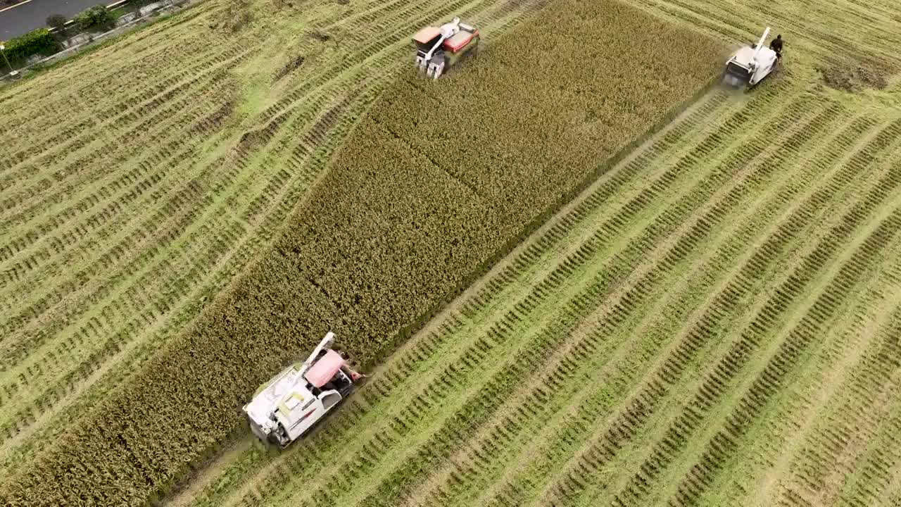 乡村水稻小麦农作物机械化收割视频素材