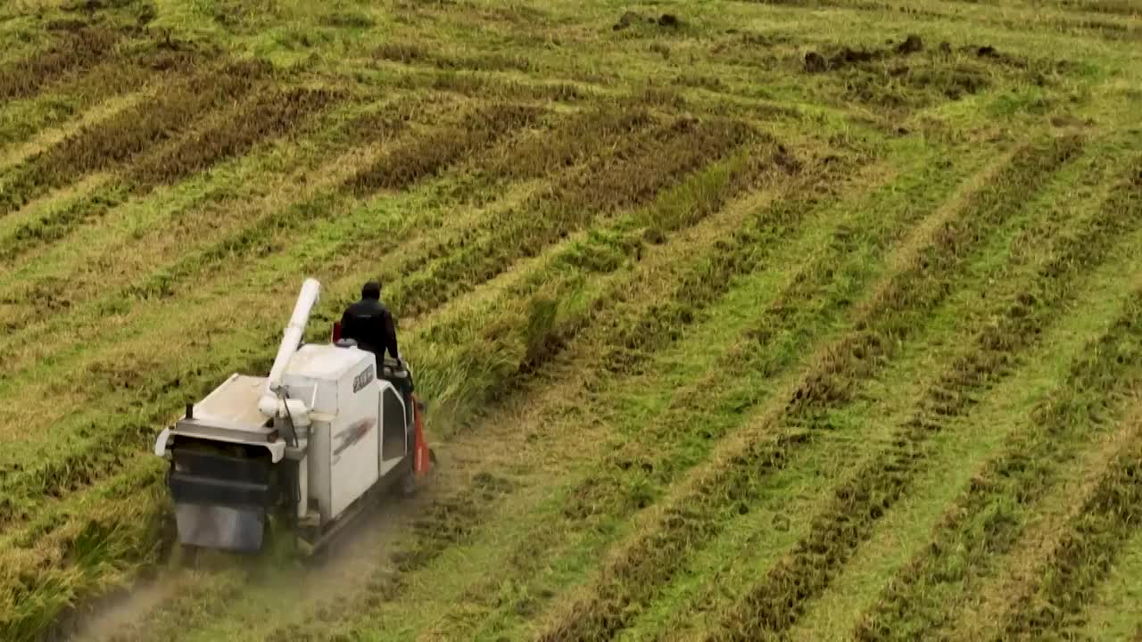 乡村水稻小麦农作物机械化收割视频素材