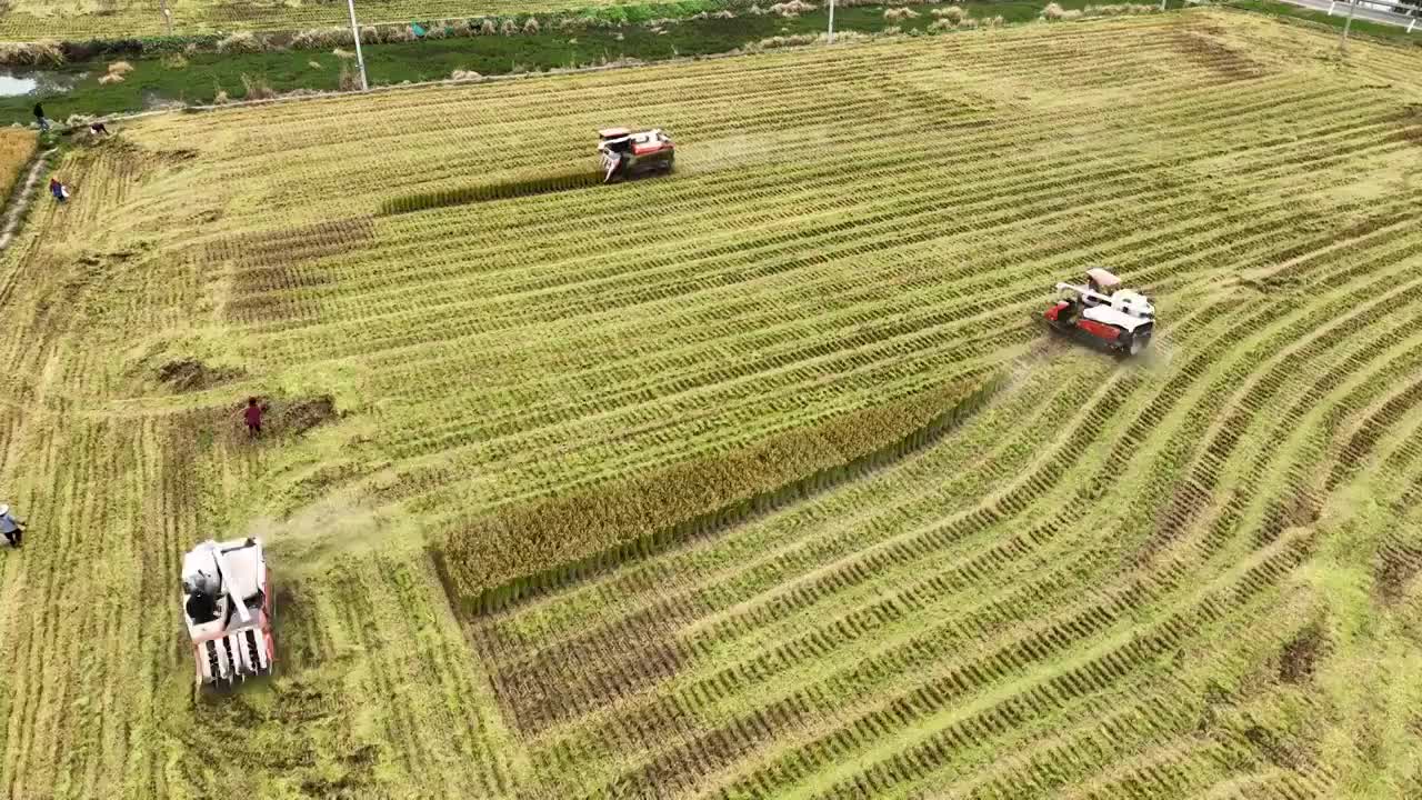 乡村水稻小麦农作物机械化收割视频素材