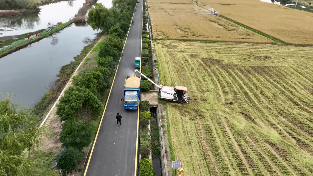 乡村水稻小麦农作物机械化收割视频素材