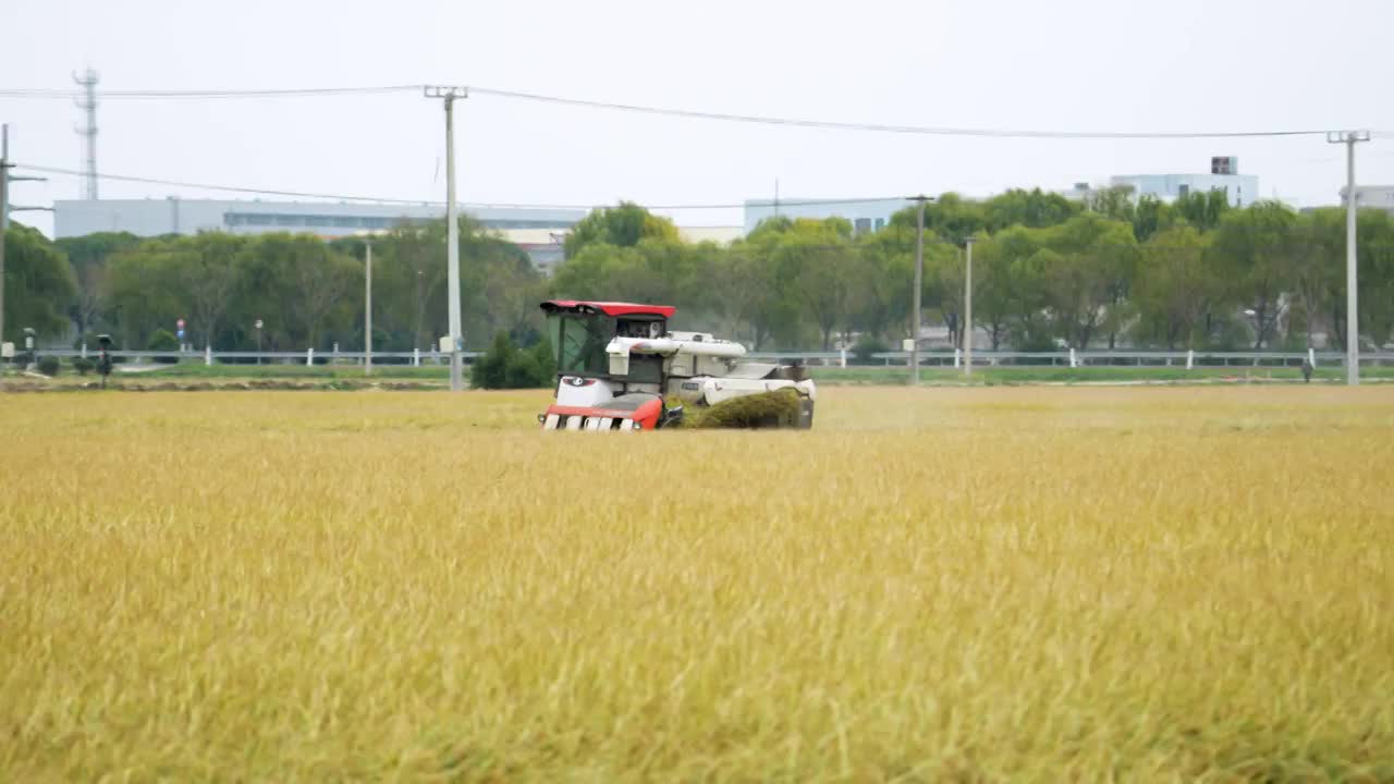 乡村水稻小麦农作物机械化收割视频素材