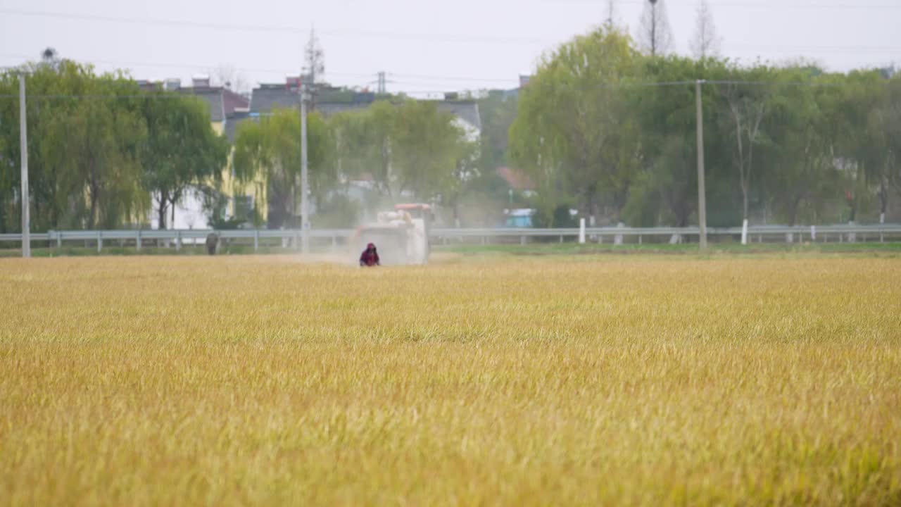 乡村水稻小麦农作物机械化收割视频素材