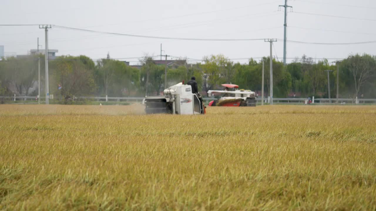 乡村水稻小麦农作物机械化收割视频素材