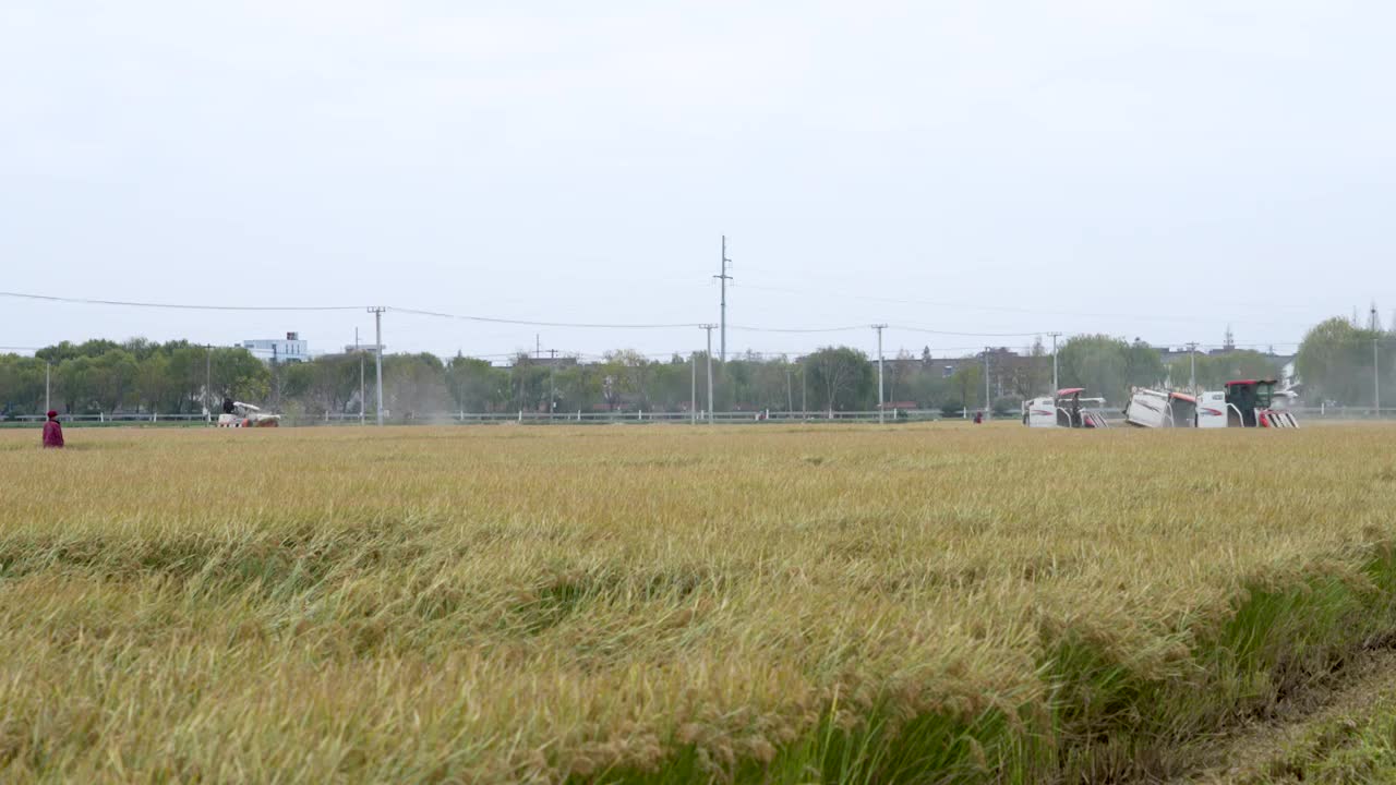 乡村水稻小麦农作物机械化收割视频素材