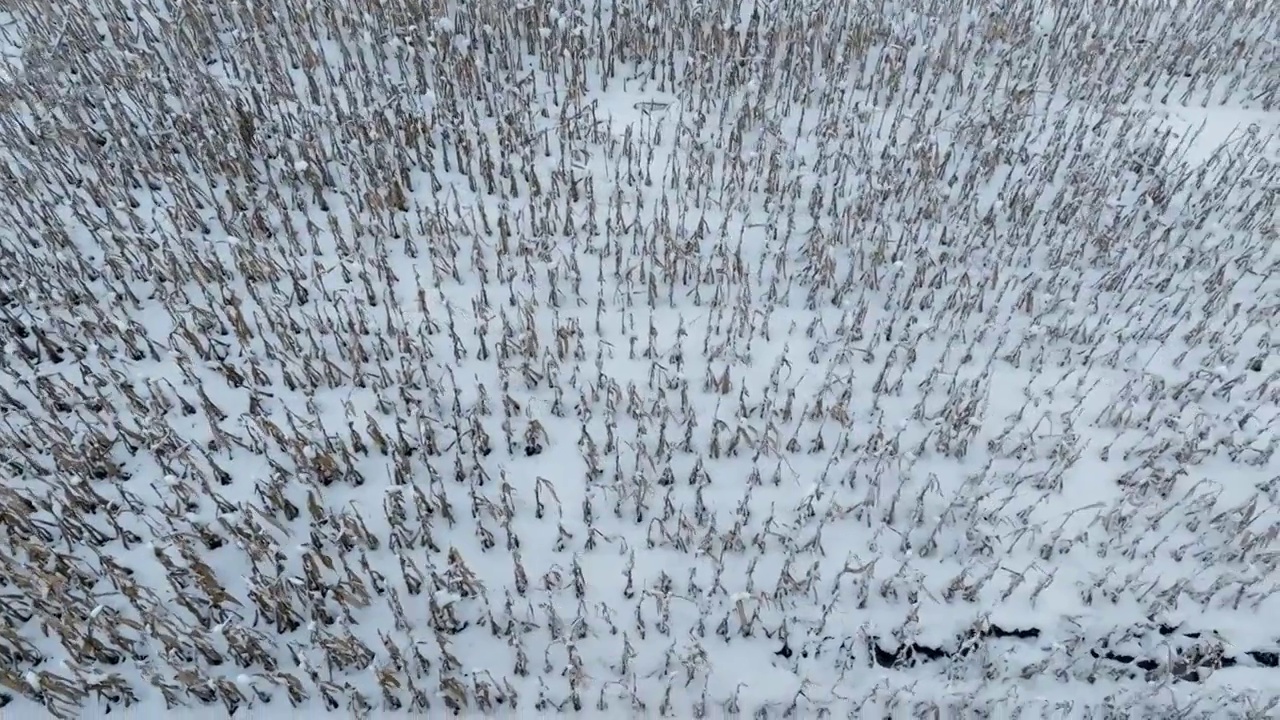 辽宁省阜新市阜新县玉米地雪景（航拍）视频素材