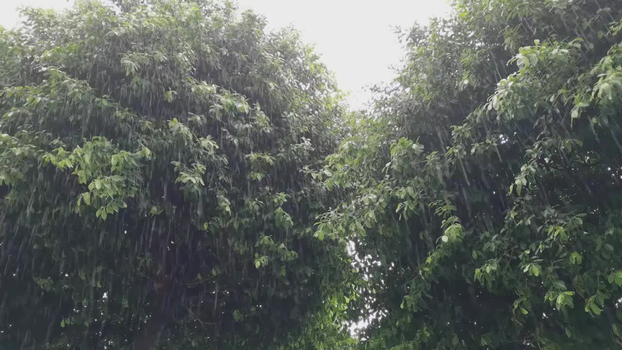 下大雨的场景视频素材