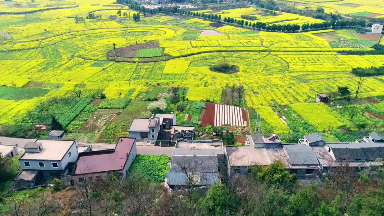 贵州兴义万峰林景区油菜花田航拍视频素材