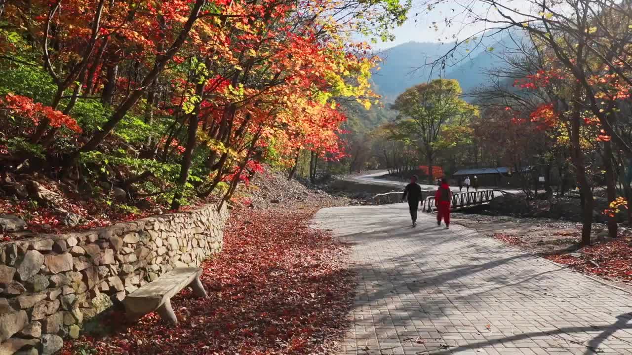 秋天的森林，秋天的树叶与树木视频素材