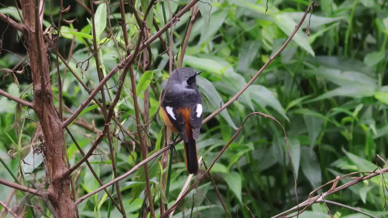 北红尾鸲视频素材