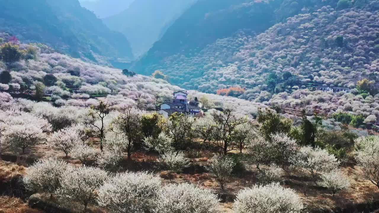 航拍福州永泰青梅花视频素材