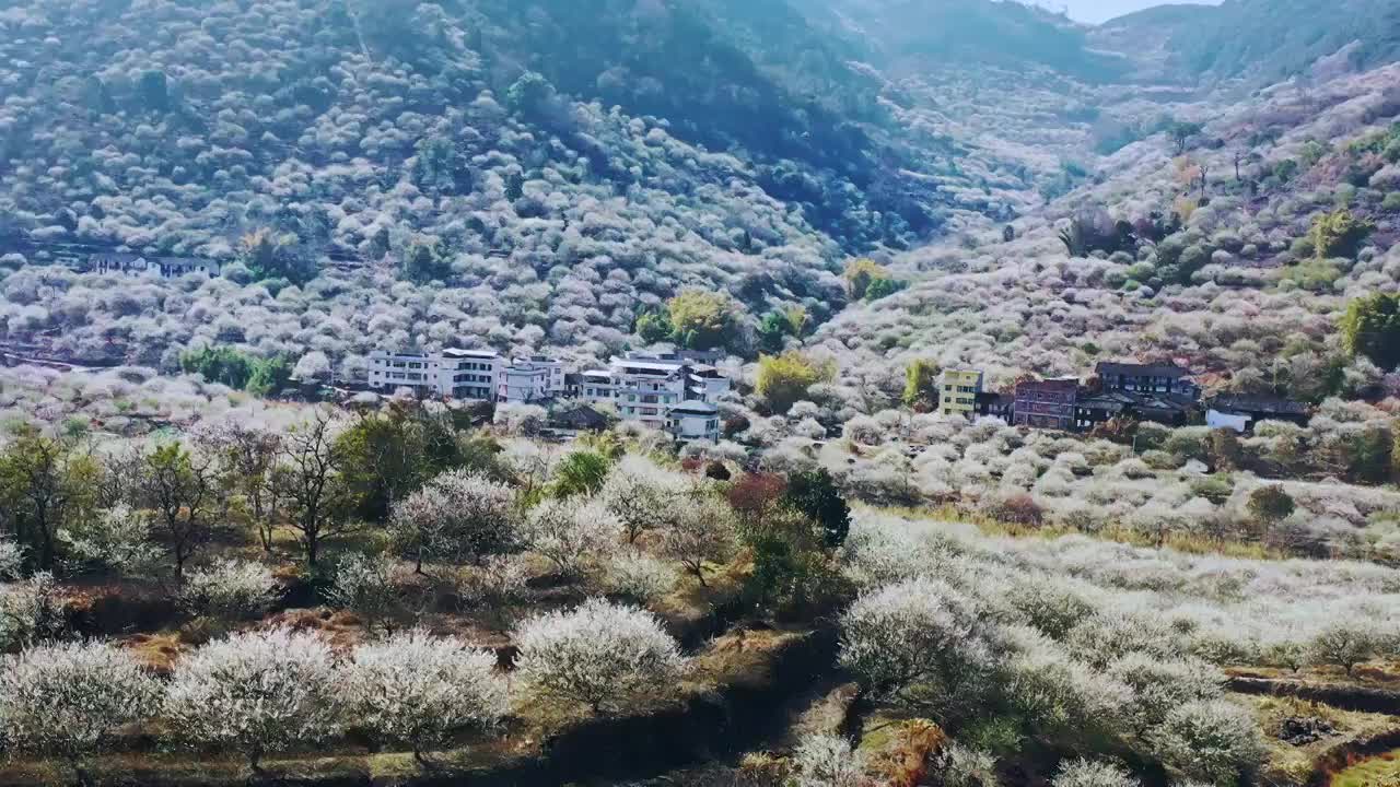 青梅花海航拍（福州）视频素材