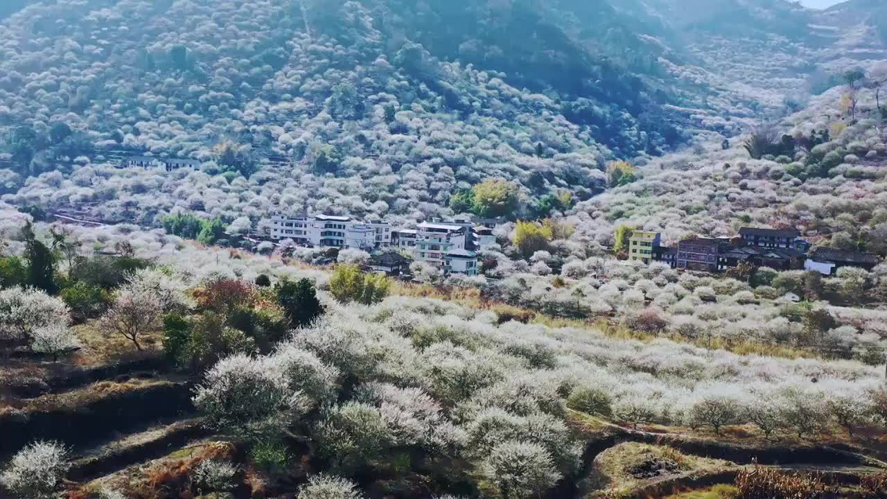 乡村振兴（福州青梅花开）视频素材