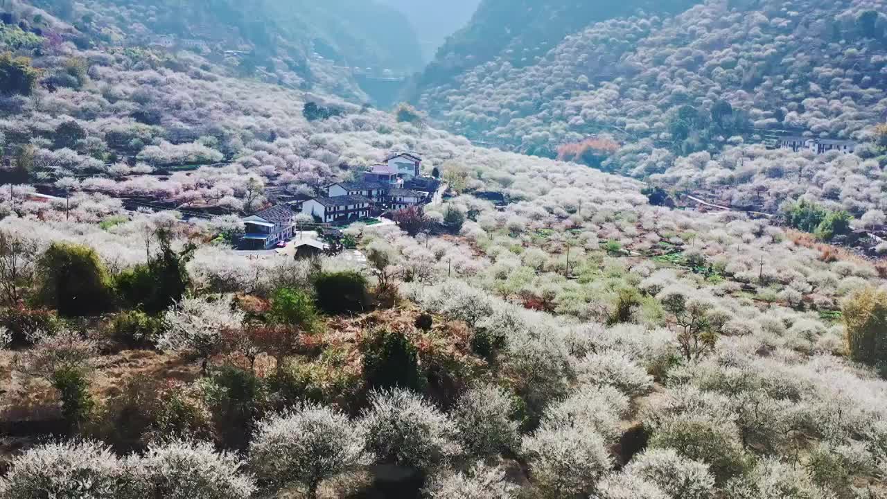 青梅花开（三农乡村振兴）视频素材