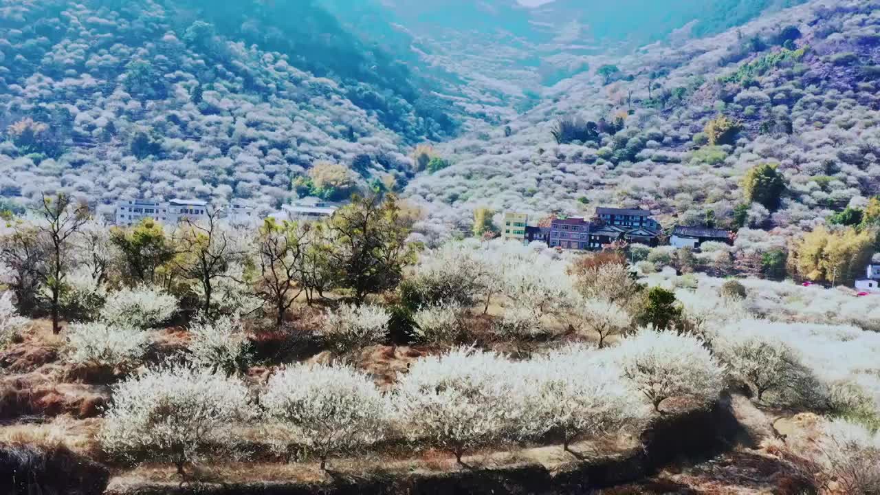 航拍青梅花海视频素材