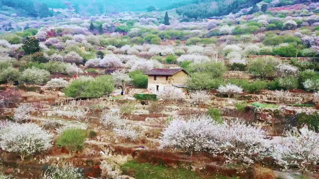 乡村旅游（福州永泰青梅花海）视频素材