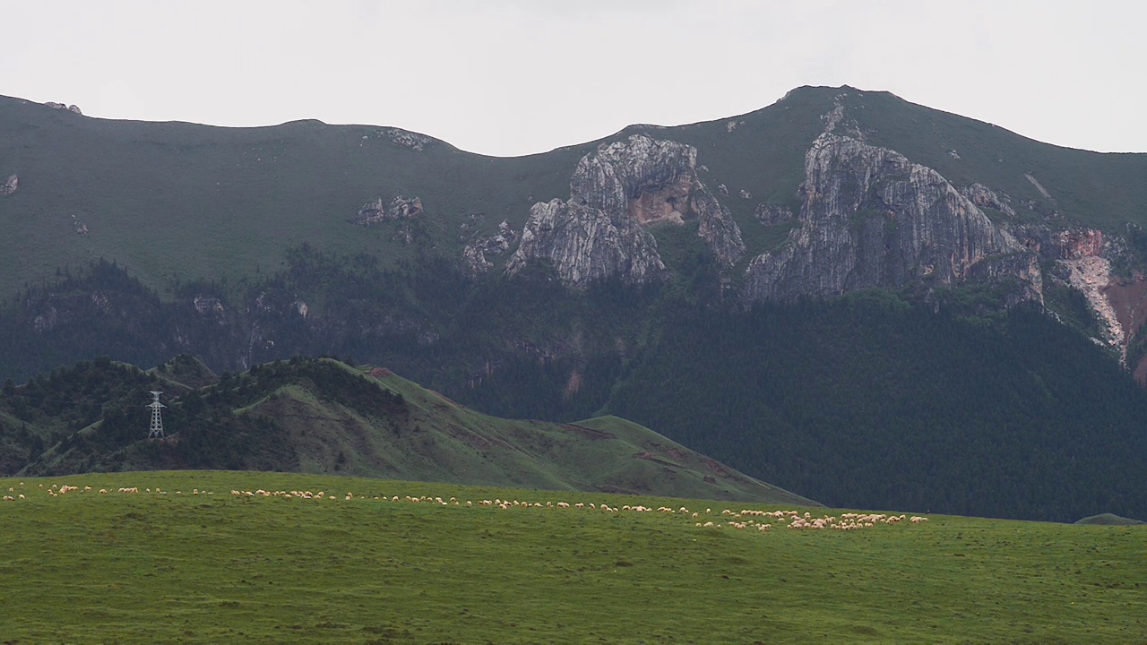 草原山峰牛羊视频素材