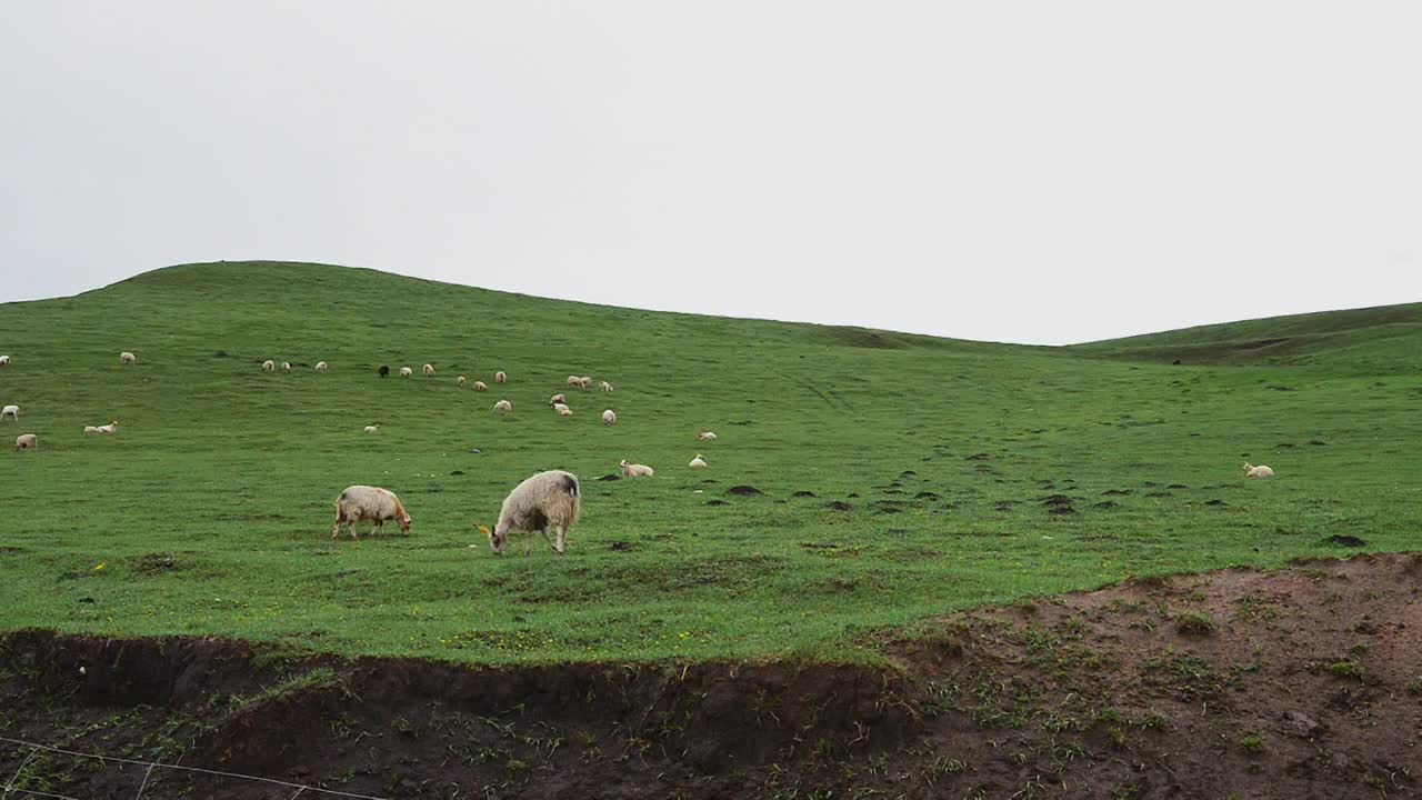 草原山峰牛羊视频素材