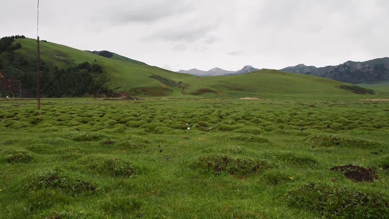 草原山峰牛羊视频素材