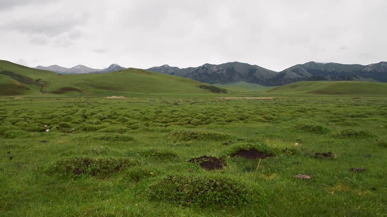 草原山峰牛羊视频素材