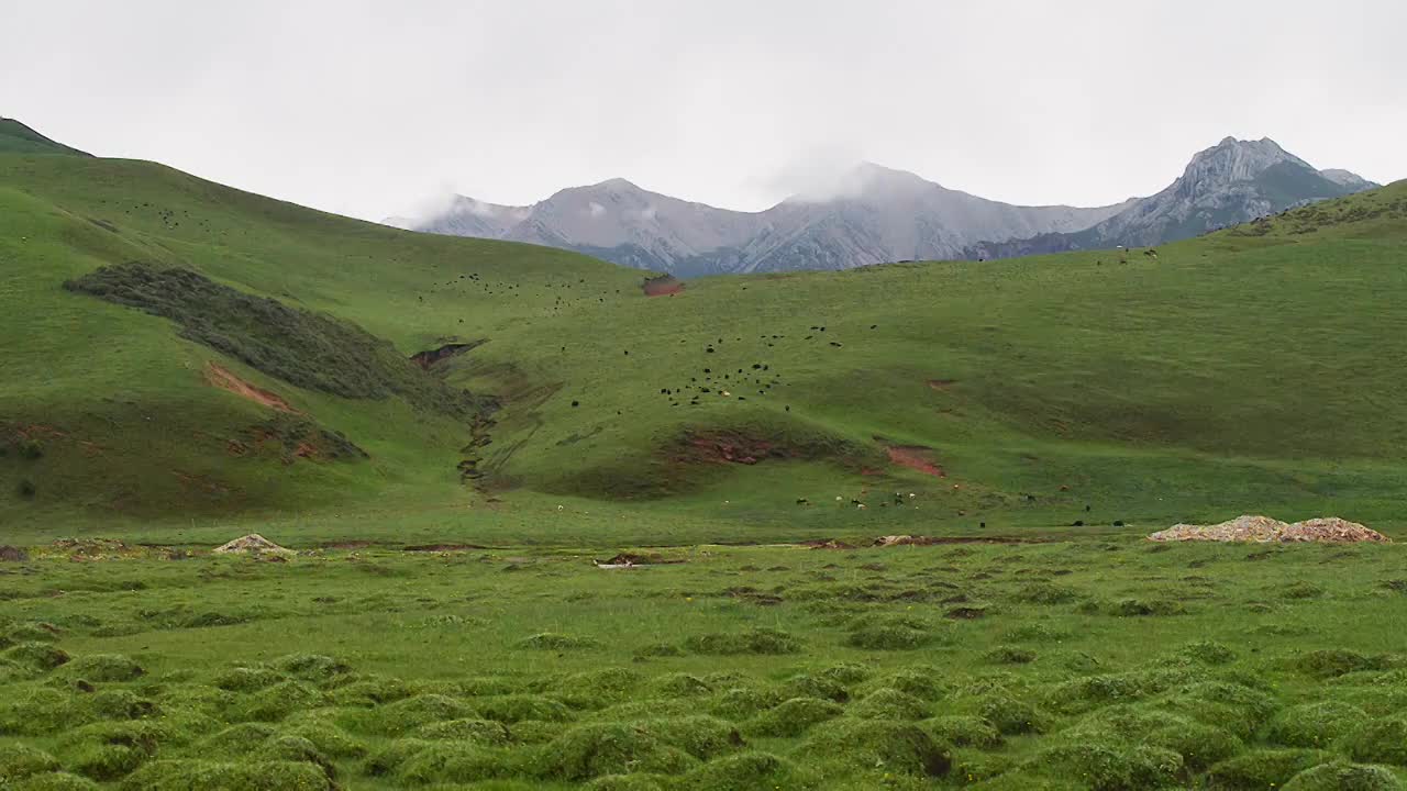 草原山峰牛羊视频素材