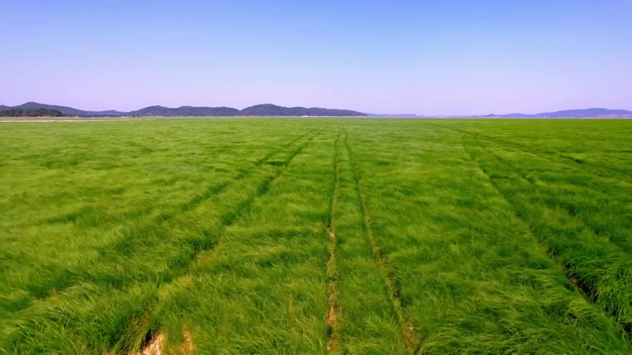 九江鄱阳湖水草地视频素材