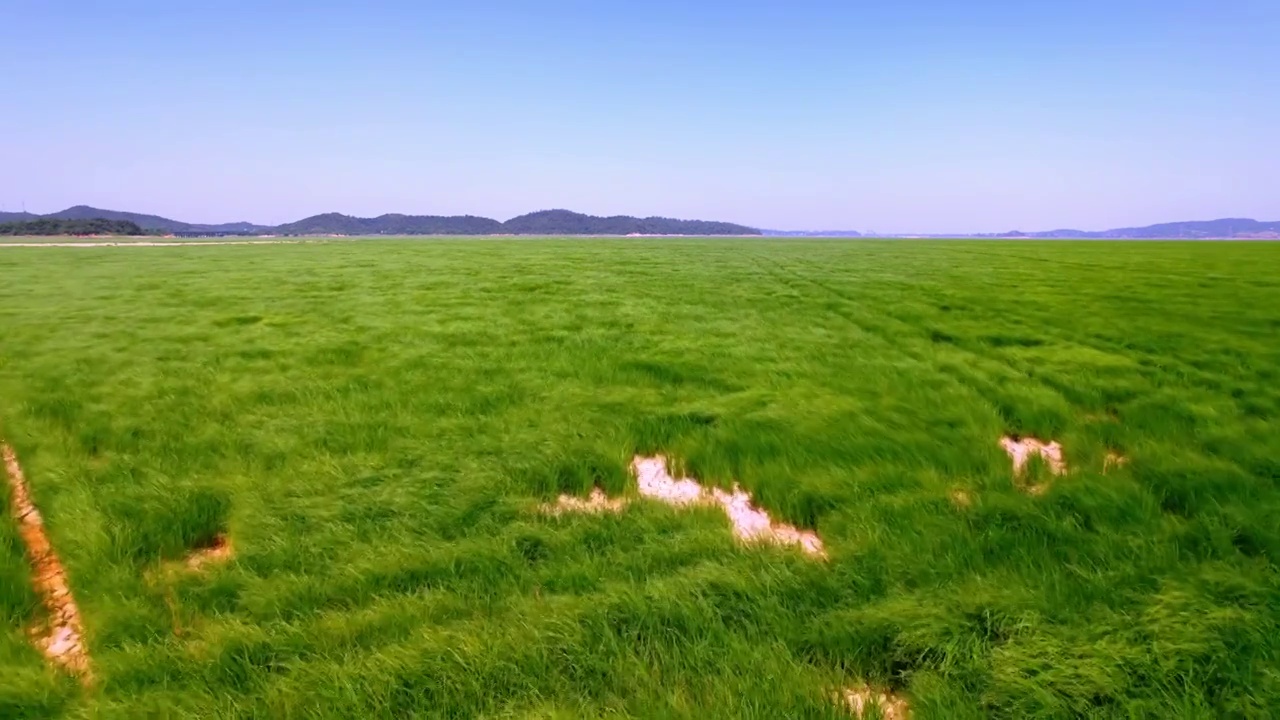 九江鄱阳湖水草地视频素材