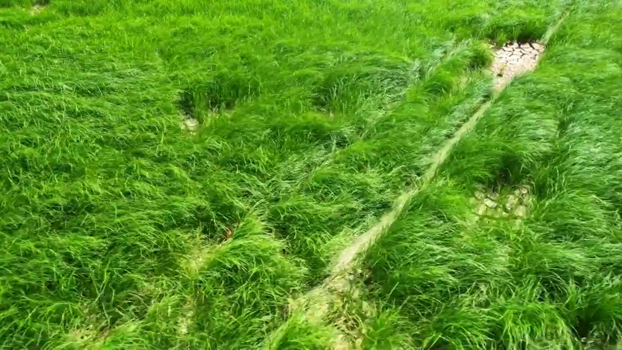 九江鄱阳湖水草地视频素材