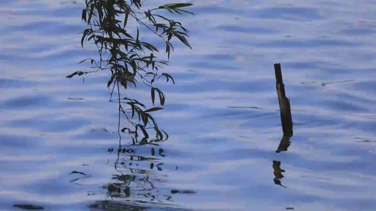 水流水蓝色水面湖水河水安静宁静视频素材