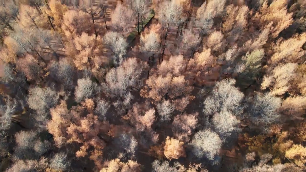 东北秋天森林秋景航拍视频素材