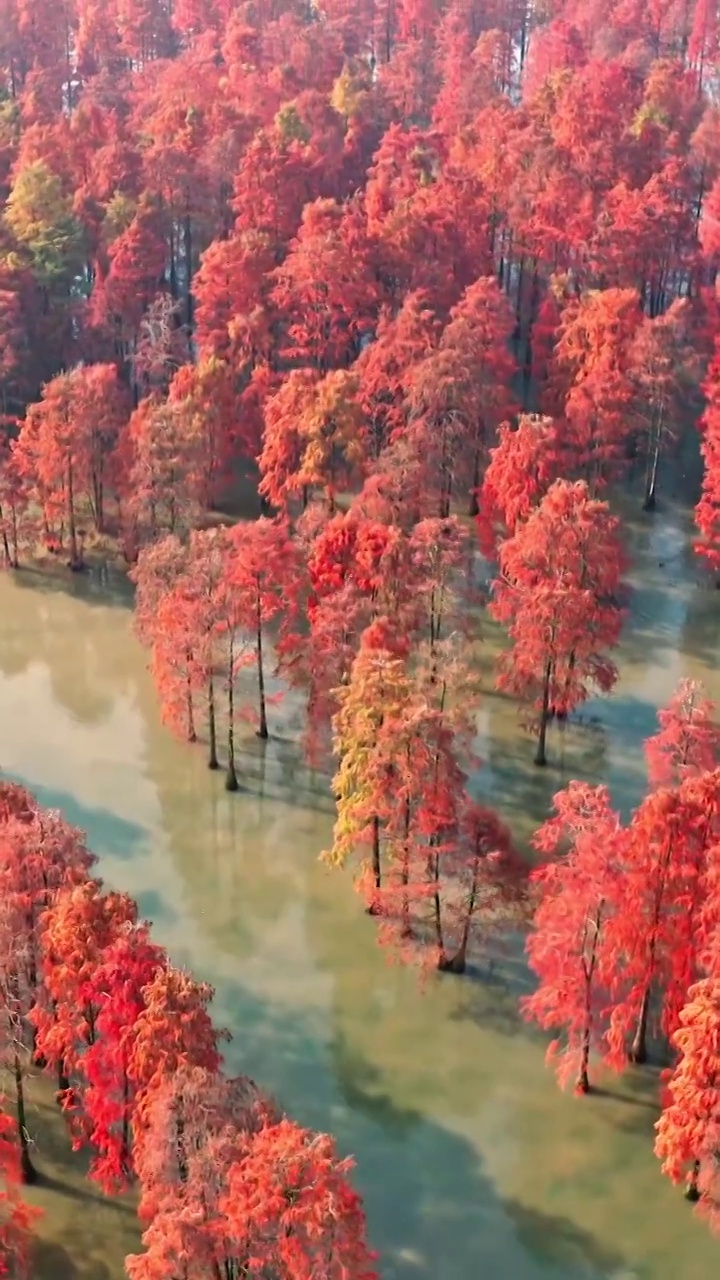 池杉湖湿地公园，落羽杉的秋天，水杉的航拍视角，红杉林的秋景视频素材