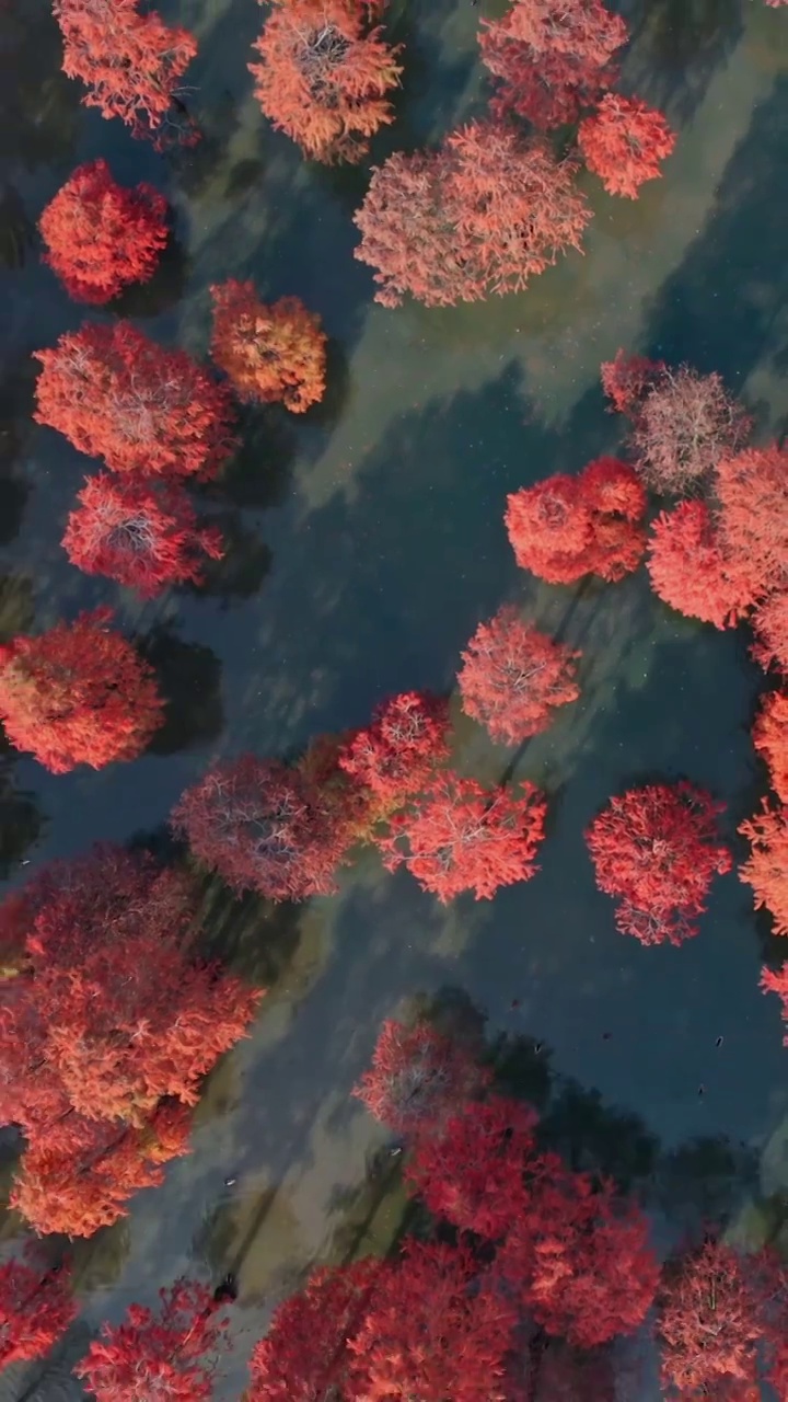 池杉湖湿地公园，落羽杉的秋天，水杉的航拍视角，红杉林的秋景视频素材