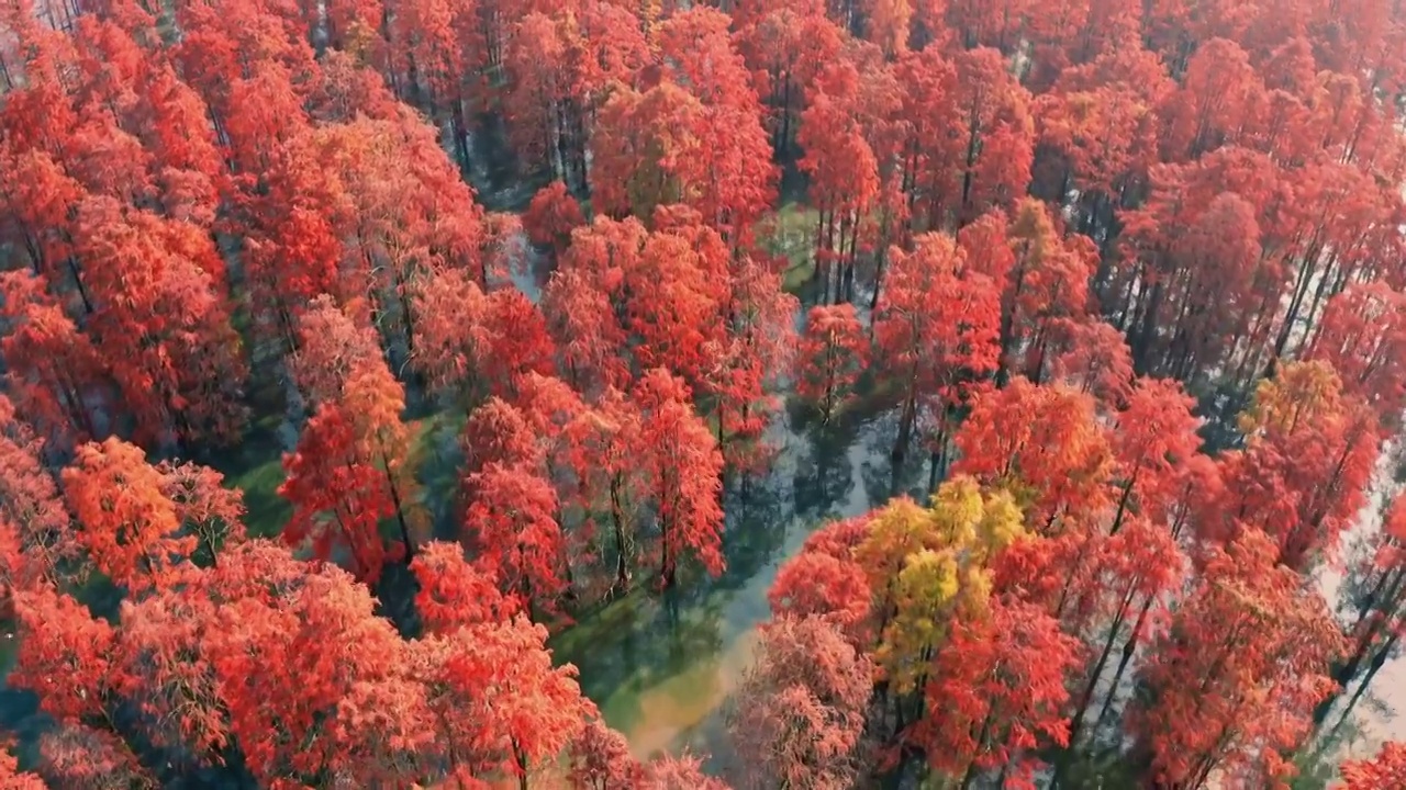 池杉湖湿地公园，落羽杉的秋天，水杉的航拍视角，红杉林的秋景视频素材