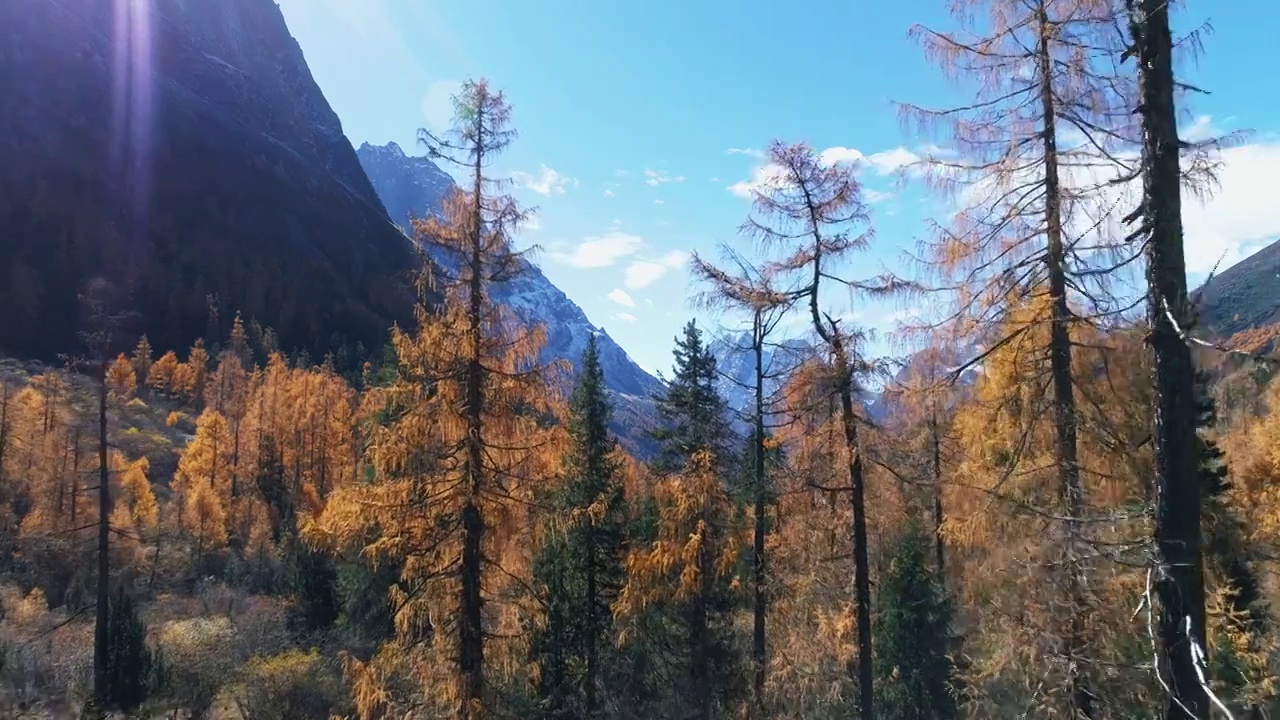 美丽秋天风景四姑娘山双桥沟景区彩林视频素材