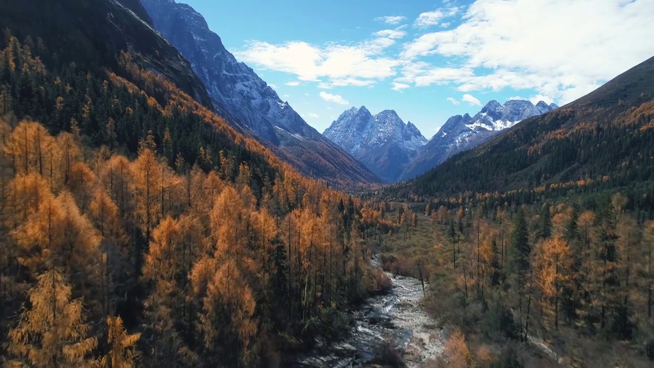 美丽秋天风景四姑娘山双桥沟景区彩林视频素材