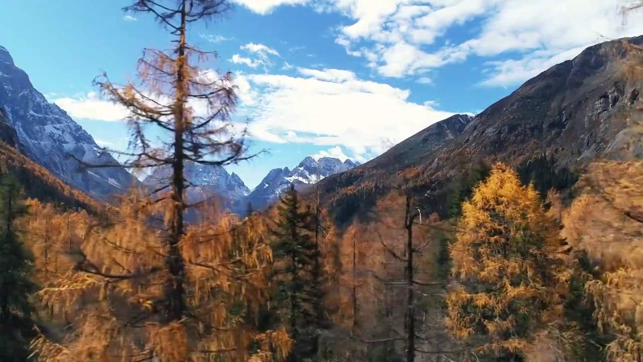 美丽秋天风景四姑娘山双桥沟景区彩林视频素材