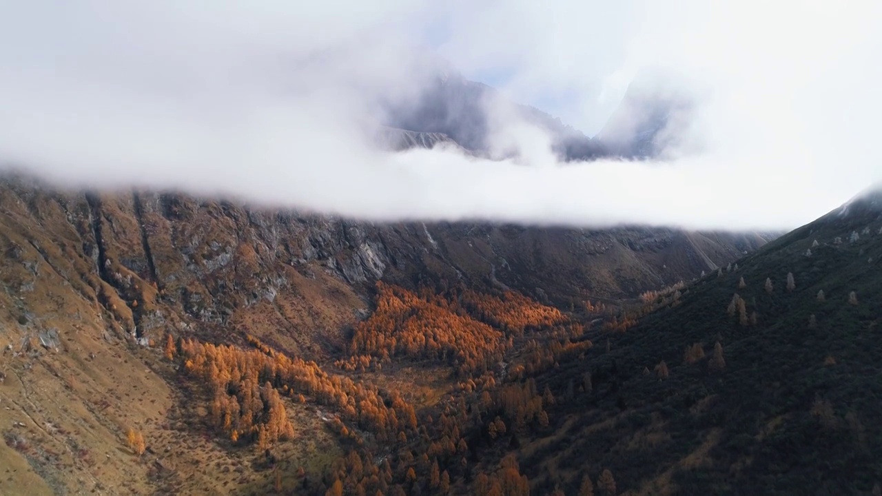 美丽秋天风景四姑娘山双桥沟景区彩林视频素材