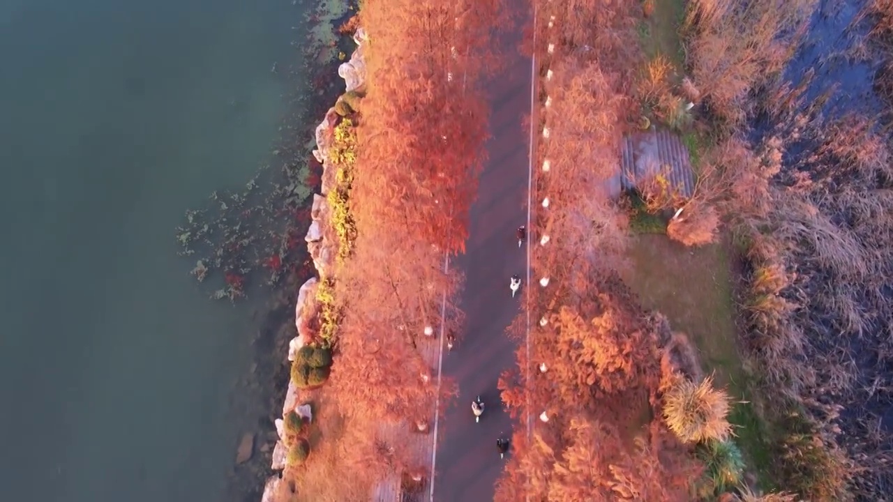 航拍武汉5A级旅游景区东湖绿道秋天湖景视频素材