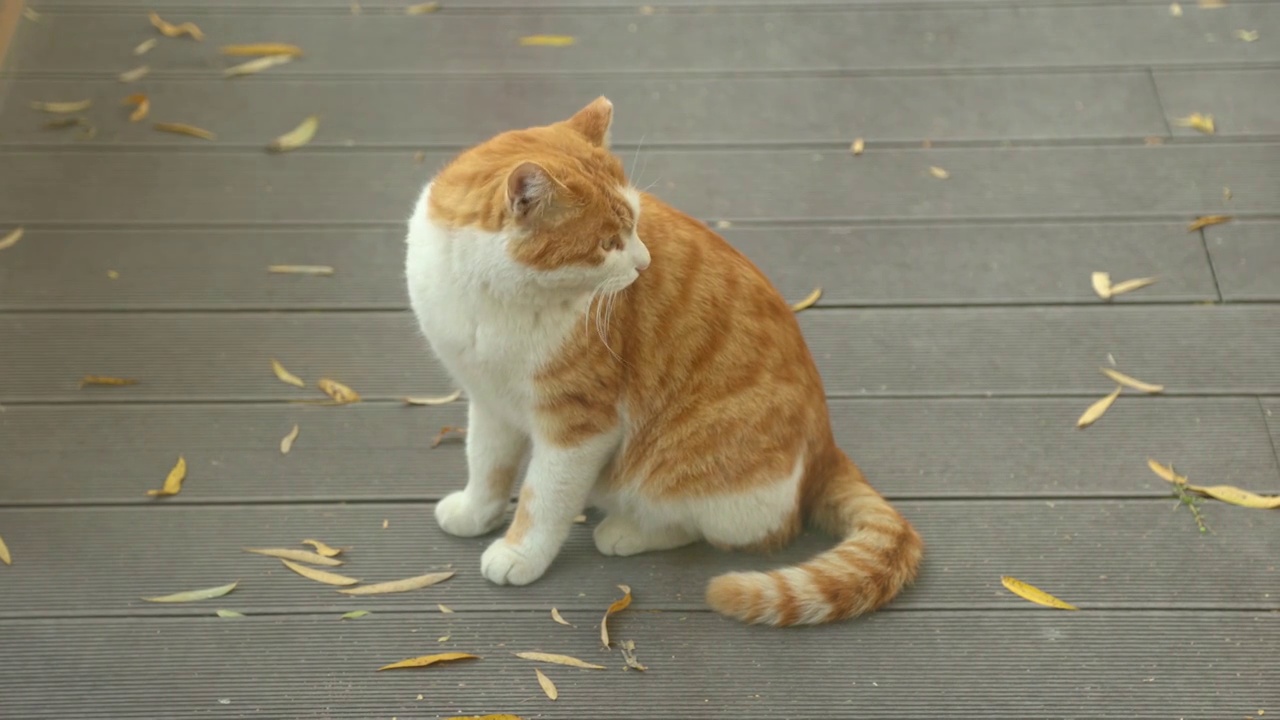 可爱猫咪打哈欠等多种姿势视频素材