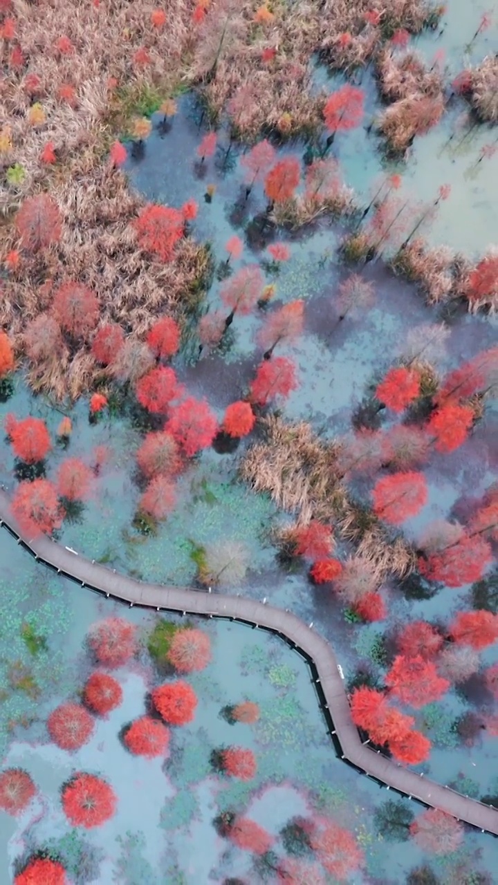 秋天的水杉，池杉湖湿地公园，红杉林的航拍视角，落羽杉与湖泊视频素材