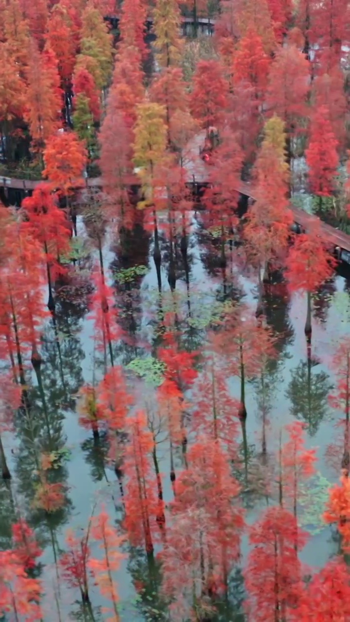 秋天的水杉，池杉湖湿地公园，红杉林的航拍视角，落羽杉与湖泊视频素材