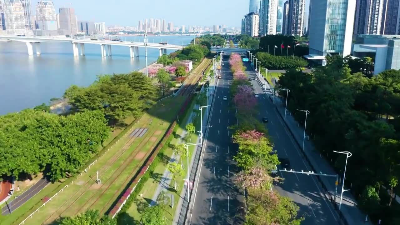 广州琶洲异木棉视频素材画面1