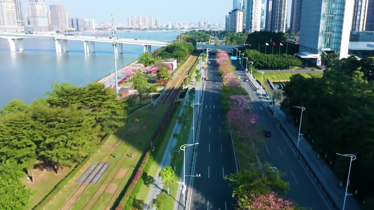 广州琶洲异木棉视频素材画面2