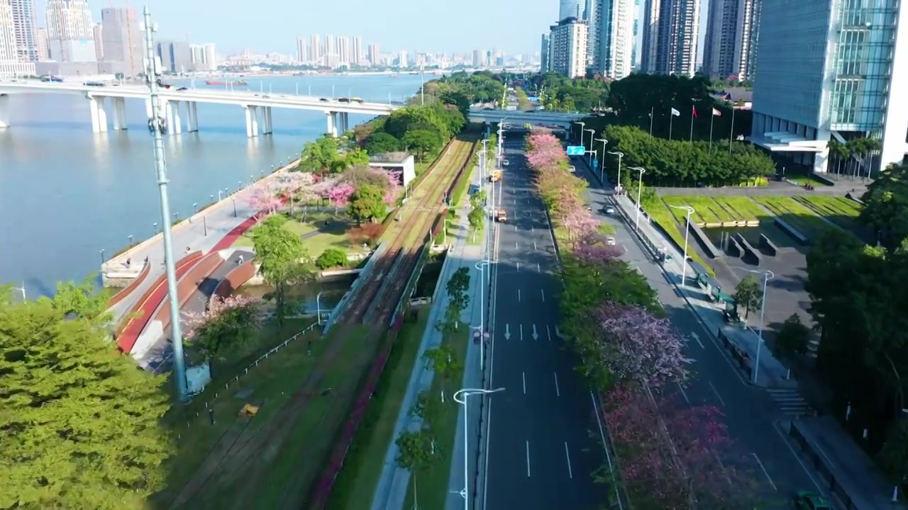 广州琶洲异木棉视频素材画面3