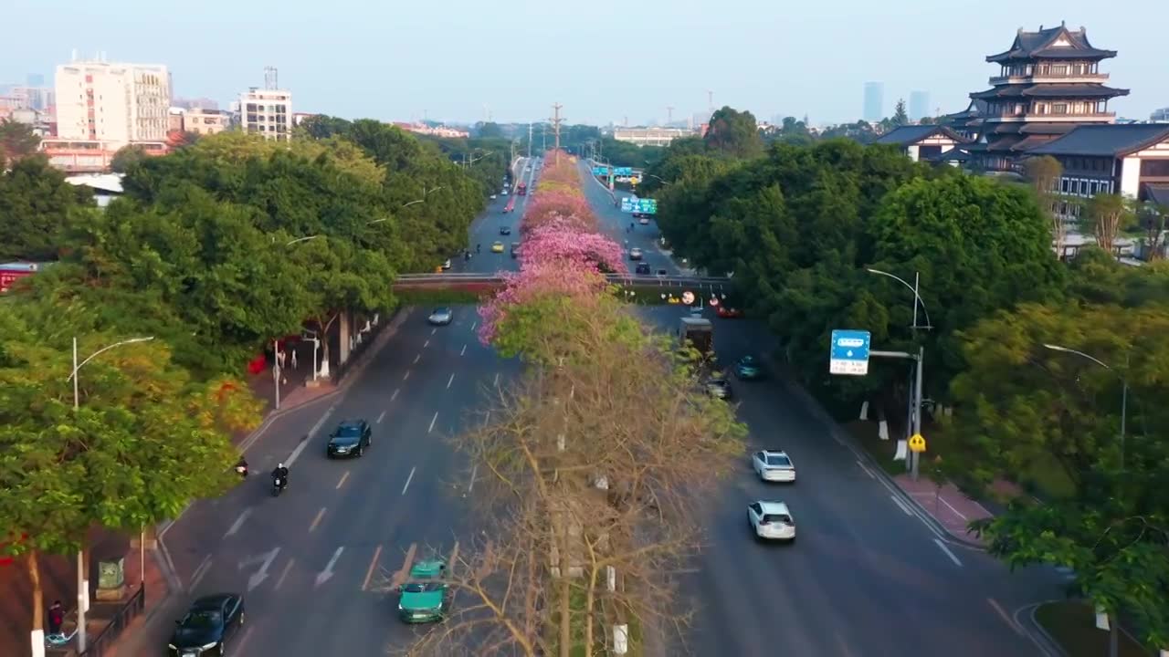 广州海珠大塘异木棉视频素材画面1